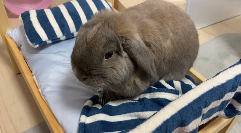 ペットベッド