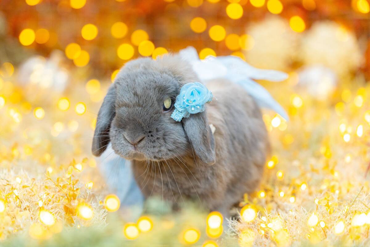 うさぎのつき