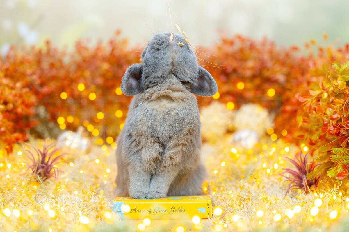 うさぎのつき