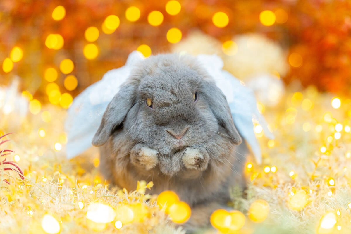 うさぎのつき