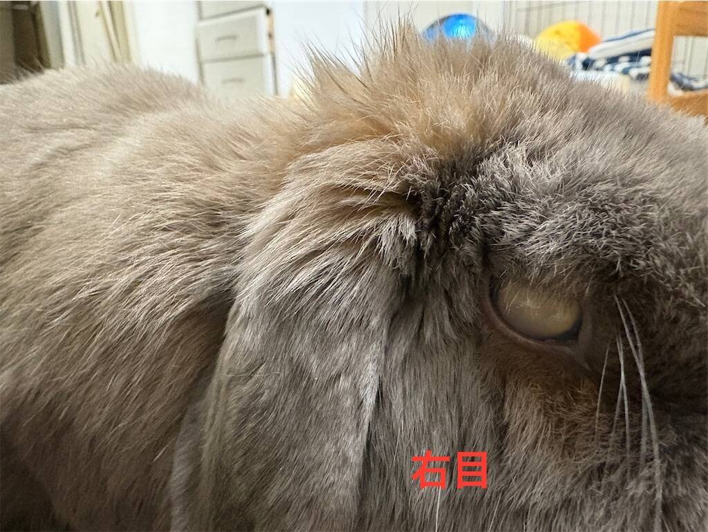 f:id:usagitonokurashi:20250527133644j:image