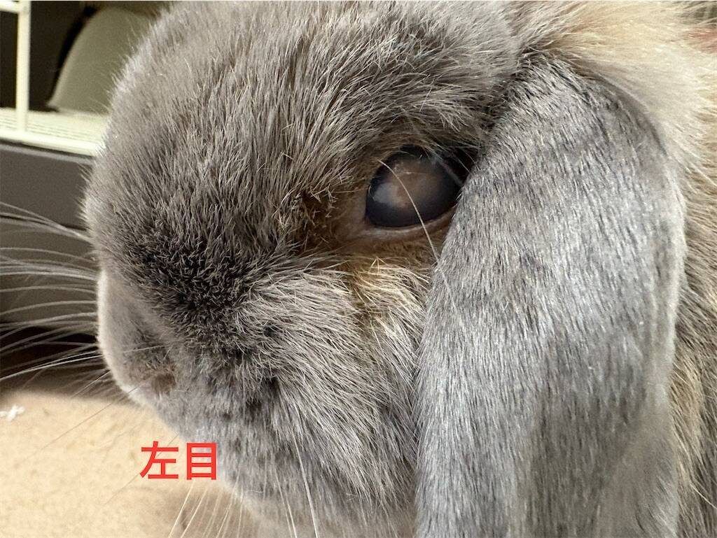 f:id:usagitonokurashi:20250527133652j:image