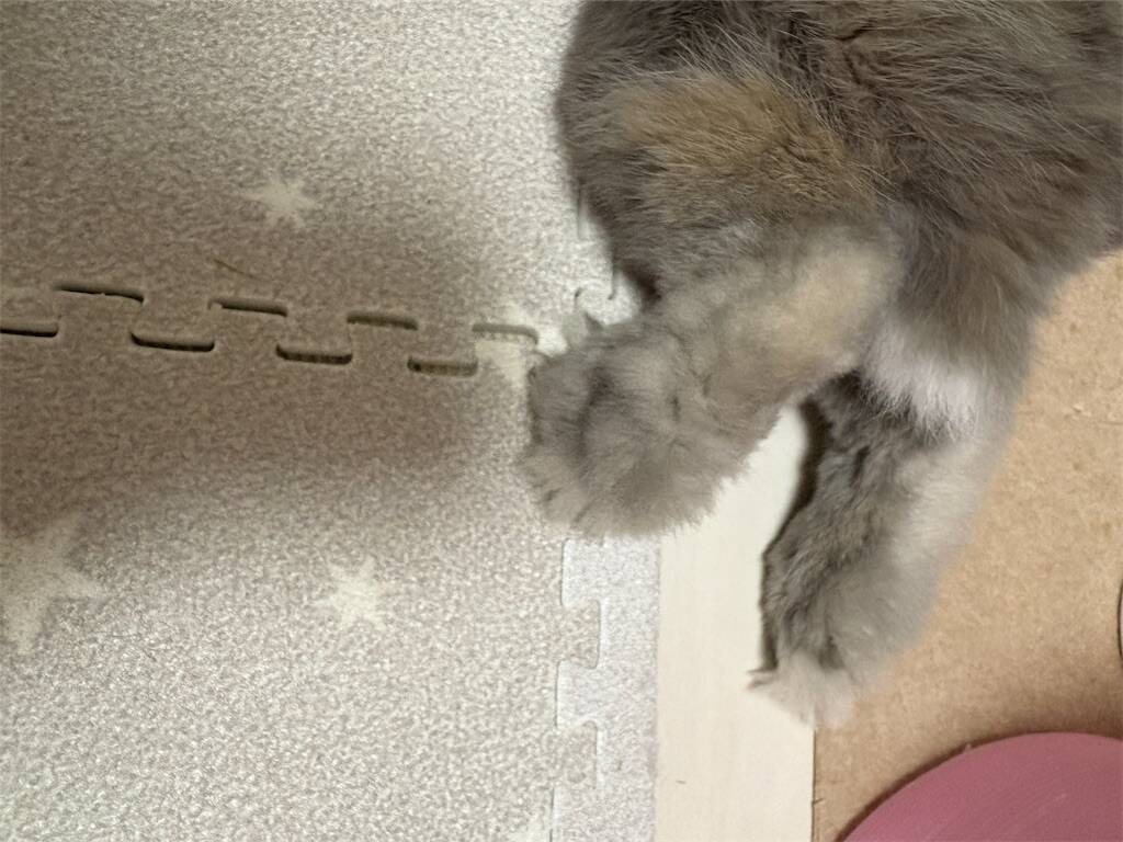 f:id:usagitonokurashi:20250806233504j:image