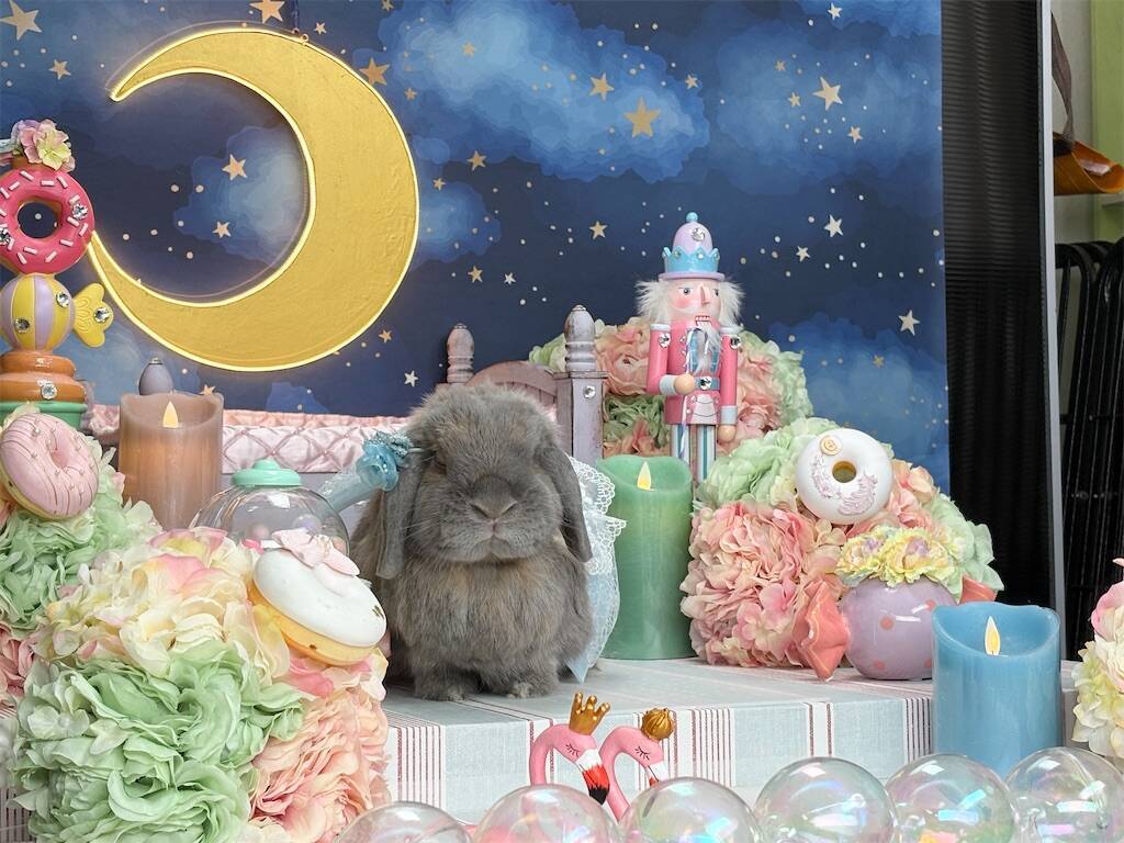 f:id:usagitonokurashi:20251026135939j:image f:id:usagitonokurashi:20251026135939j:image