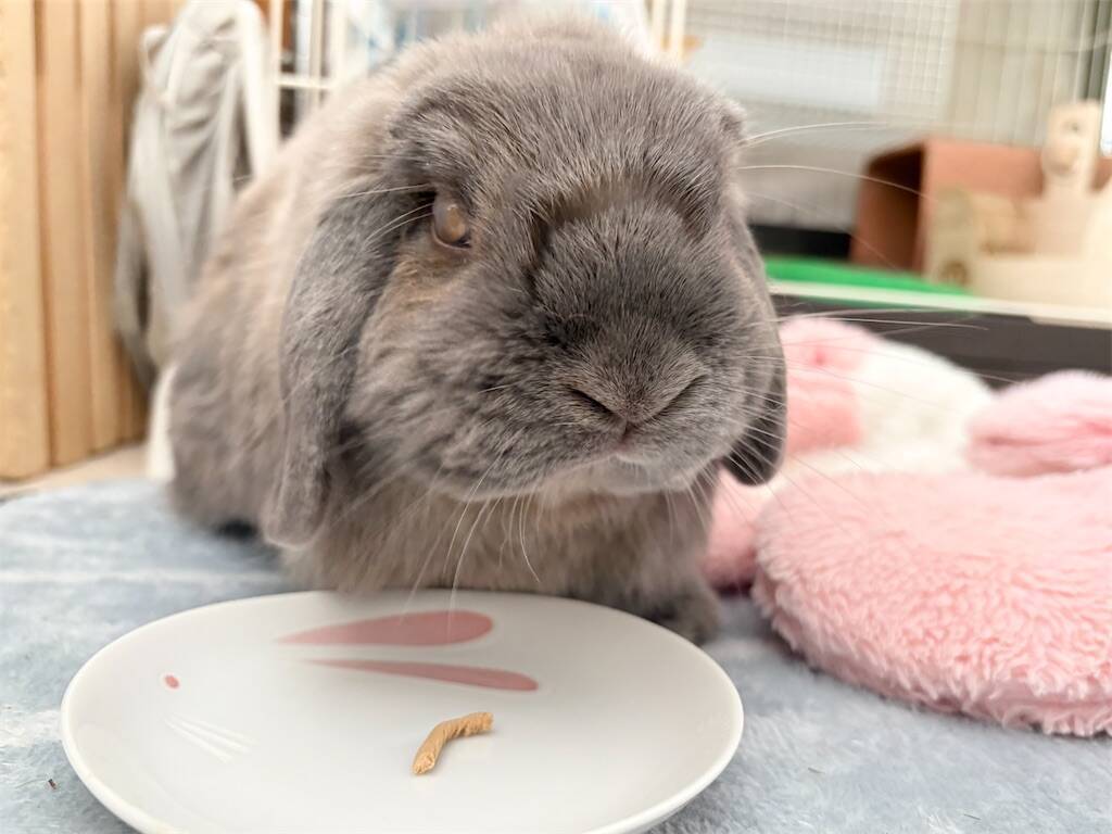 Wooly「うさぎの乳酸菌LAB」を食べるうさぎ
