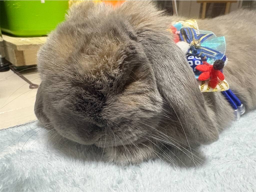 f:id:usagitonokurashi:20260101215246j:image