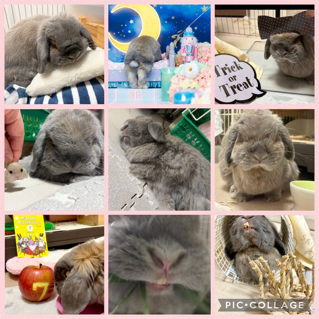 f:id:usagitonokurashi:20260101220027j:image