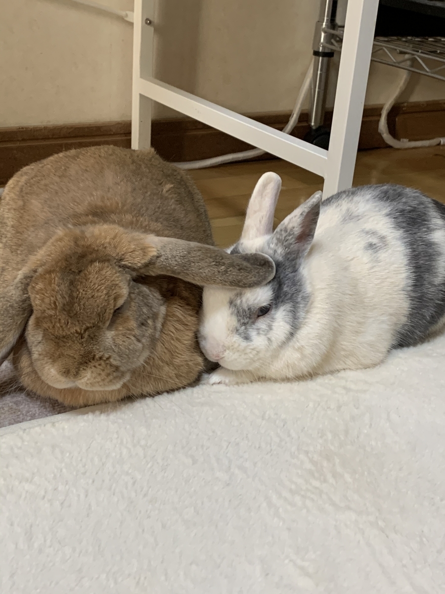 ロップイヤーとは 動植物の人気 最新記事を集めました はてな ロップイヤーとは 動植物の人気 最新記事を集めました はてな