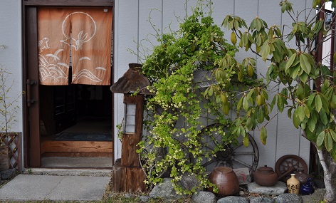 白アケビの花 なんでもありの私的宝物