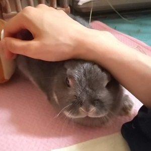 f:id:usahouse:20180806140943j:plain f:id:usahouse:20180806140943j:plain