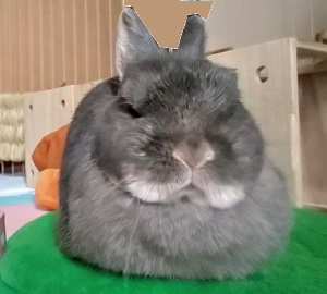 f:id:usahouse:20181018233751j:plain