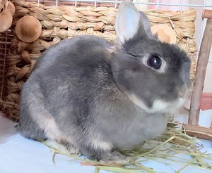 f:id:usahouse:20190327234935j:plain f:id:usahouse:20190327234935j:plain