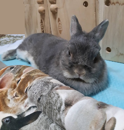 f:id:usahouse:20190812225704j:plain f:id:usahouse:20190812225704j:plain