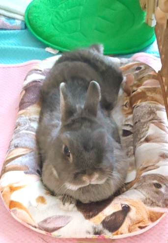 f:id:usahouse:20190908020942j:plain
