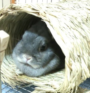 f:id:usahouse:20190908021213j:plain