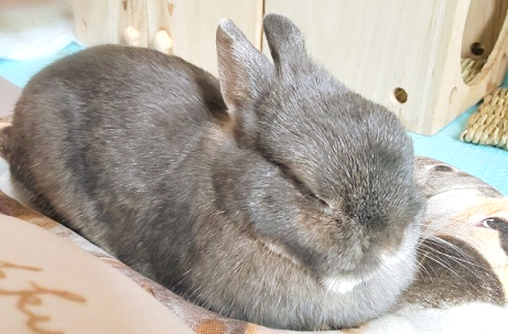 f:id:usahouse:20190923080329j:plain