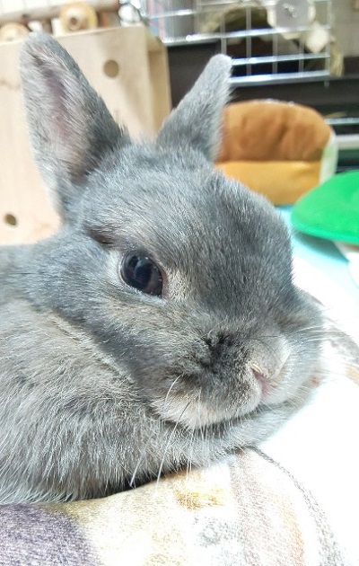 f:id:usahouse:20191008084303j:plain