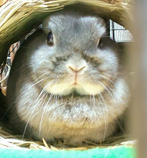 防寒 うさぎと人 エアコンなしの冬 体調の良さは 断熱マット ホットカーペット 保温電球効果 もふもふな毎日