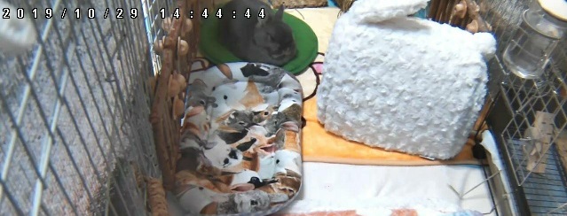 f:id:usahouse:20191029215541j:plain f:id:usahouse:20191029215541j:plain