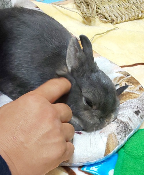 f:id:usahouse:20191101153604j:plain