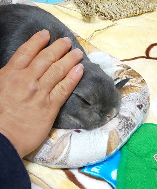 f:id:usahouse:20191101153620j:plain