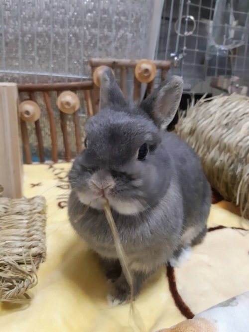 f:id:usahouse:20191101154715j:plain