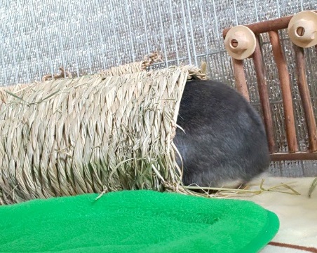 f:id:usahouse:20191113182935j:plain