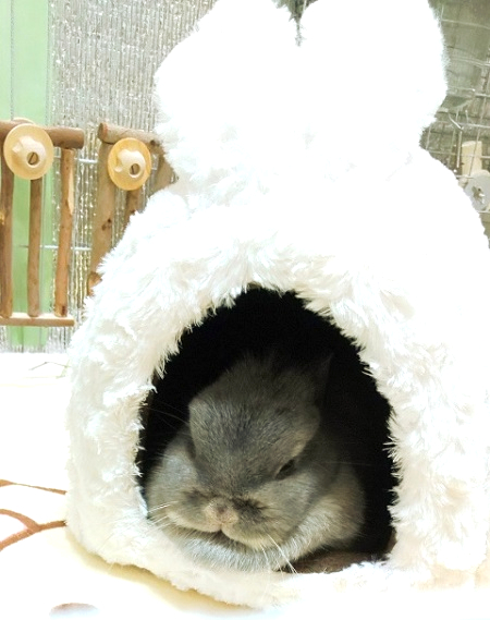 f:id:usahouse:20191221031501j:plain