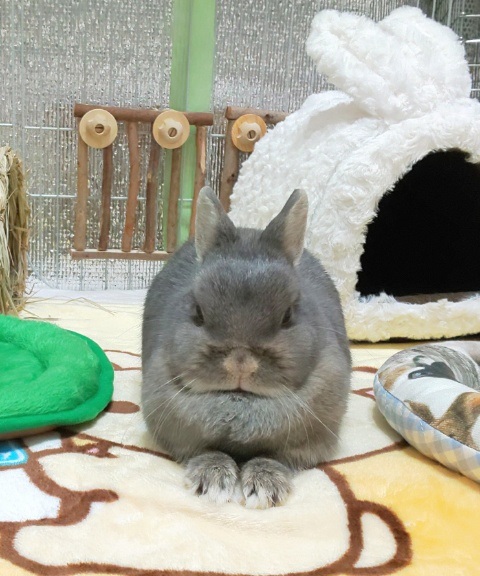 f:id:usahouse:20191221062836j:plain