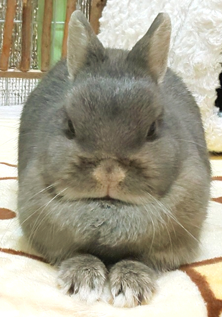 f:id:usahouse:20191221234524j:plain