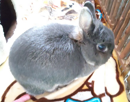 f:id:usahouse:20191227011524j:plain