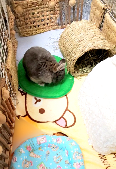 防寒 うさぎと人 エアコンなしの冬 体調の良さは 断熱マット ホットカーペット 保温電球効果 もふもふな毎日