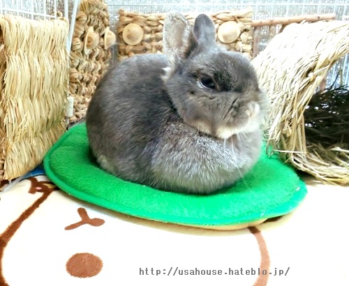 防寒 うさぎと人 エアコンなしの冬 体調の良さは 断熱マット ホットカーペット 保温電球効果 もふもふな毎日