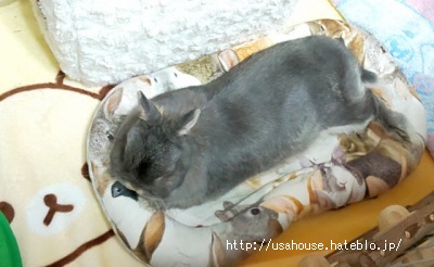 f:id:usahouse:20200501205649j:plain