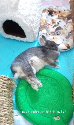 f:id:usahouse:20200508153953j:plain f:id:usahouse:20200508153953j:plain