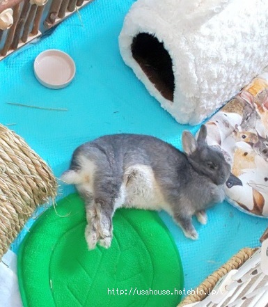 f:id:usahouse:20200508154121j:plain f:id:usahouse:20200508154121j:plain