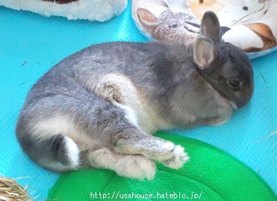 f:id:usahouse:20200508154216j:plain f:id:usahouse:20200508154216j:plain