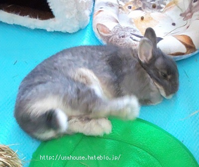 f:id:usahouse:20200508154242j:plain f:id:usahouse:20200508154242j:plain