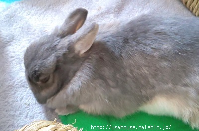 f:id:usahouse:20200508154347j:plain f:id:usahouse:20200508154347j:plain