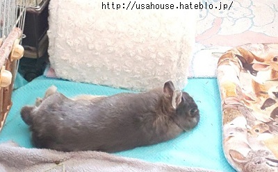 f:id:usahouse:20200514223027j:plain