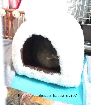 f:id:usahouse:20200521222304j:plain