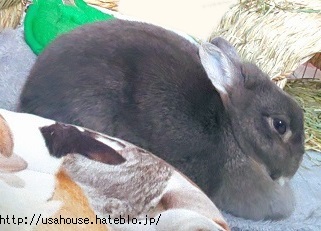 f:id:usahouse:20200602112733j:plain