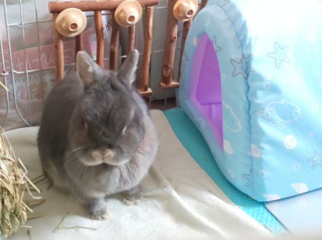 うさぎと人 ひんやりトンネル １年ぶりに歯医者へ 夏 もふもふな毎日