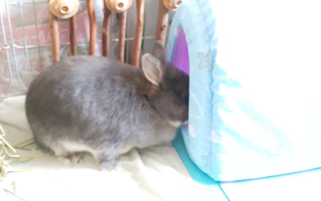 うさぎと人 ひんやりトンネル １年ぶりに歯医者へ 夏 もふもふな毎日
