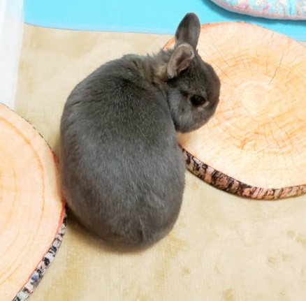 うさぎ セリアの切り株クッション 夏 もふもふな毎日 うさぎ セリアの切り株クッション 夏 もふもふな毎日