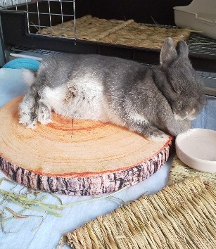うさぎと人 セリアの丸太クッション 秋 もふもふな毎日 うさぎと人 セリアの丸太クッション 秋 もふもふな毎日