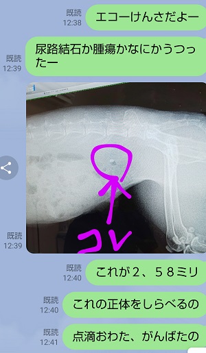 f:id:usahouse:20211223143643j:plain