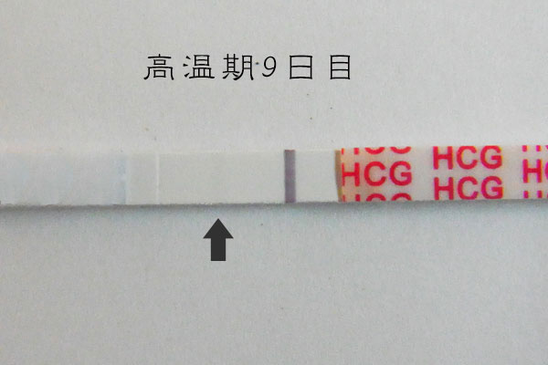 妊娠検査薬 超フライングしました 高温期7日目から9日目 第1子 うさ子の育児 猫日記 妊娠検査薬 超フライングしました 高温期7日目から9日目 第1子 うさ子の育児 猫日記