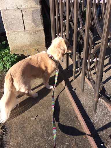 f:id:usako-k249:20170113111904j:image f:id:usako-k249:20170113111904j:image