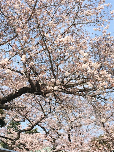 f:id:usako-k249:20170406142452j:image f:id:usako-k249:20170406142452j:image